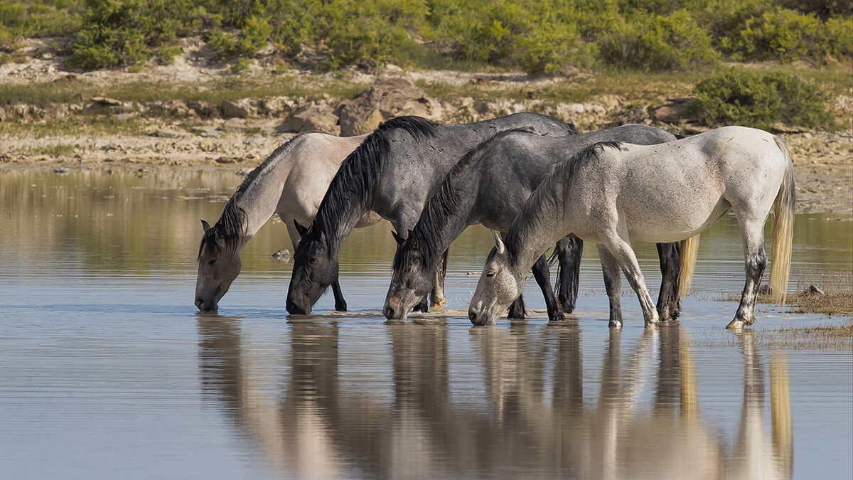 Freedom for Wild Horses with Carol J. Walker | Planning for the Red Desert Complex Wild Horses Needs Your Comments