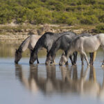 Freedom for Wild Horses with Carol J. Walker | Planning for the Red Desert Complex Wild Horses Needs Your Comments