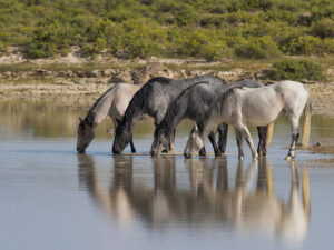 Freedom for Wild Horses with Carol J. Walker | Planning for the Red Desert Complex Wild Horses Needs Your Comments
