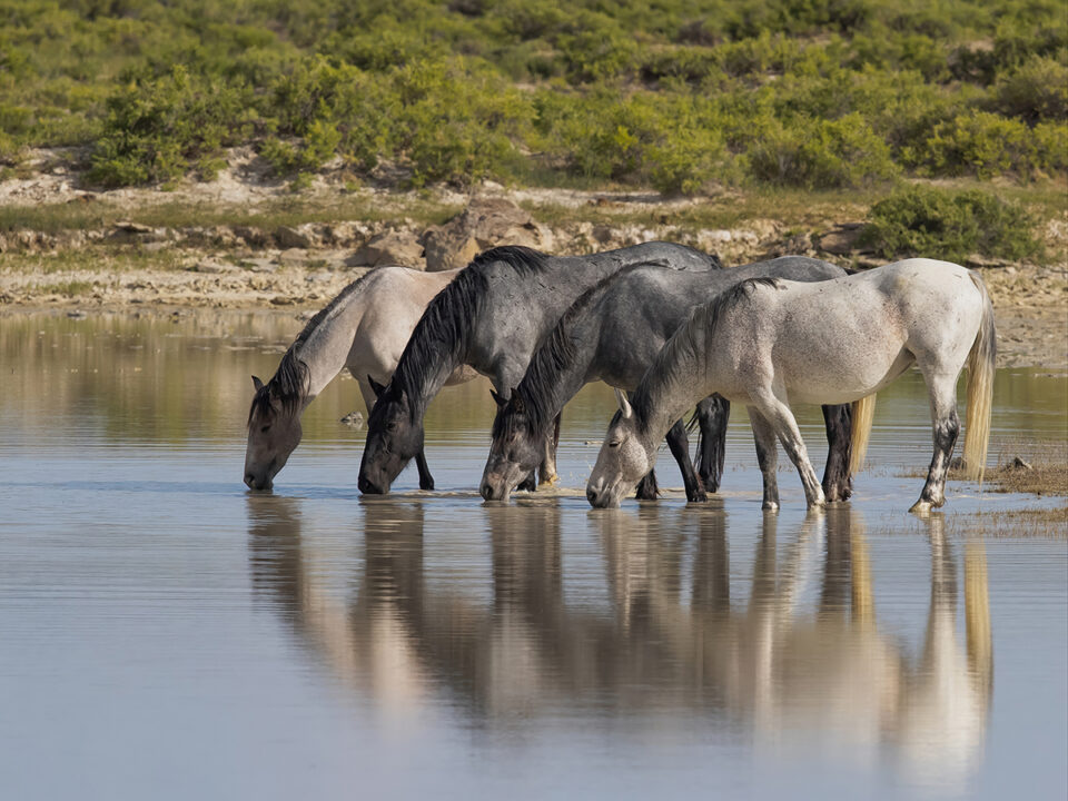 Freedom for Wild Horses with Carol J. Walker | Planning for the Red Desert Complex Wild Horses Needs Your Comments