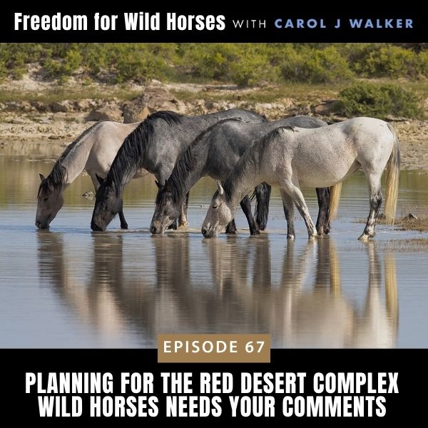Freedom for Wild Horses with Carol J. Walker | Planning for the Red Desert Complex Wild Horses Needs Your Comments