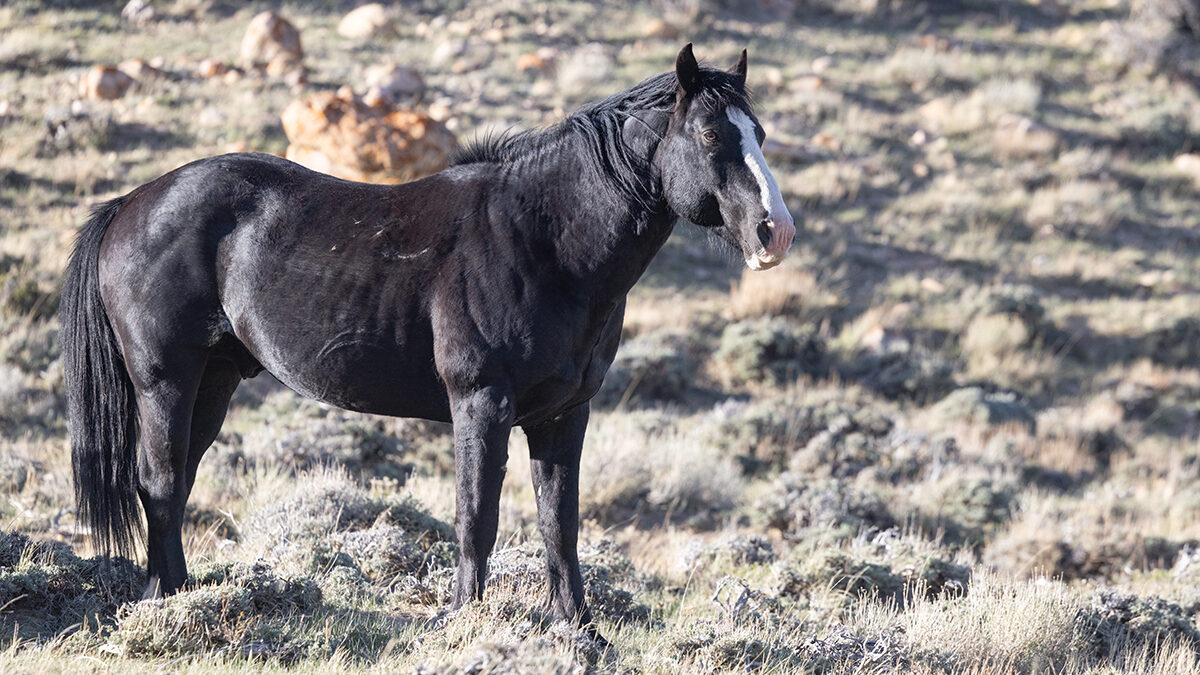 Freedom for Wild Horses with Carol J. Walker | Closing in on Wild Horses