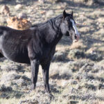 Freedom for Wild Horses with Carol J. Walker | Closing in on Wild Horses
