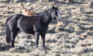 Freedom for Wild Horses with Carol J. Walker | Closing in on Wild Horses