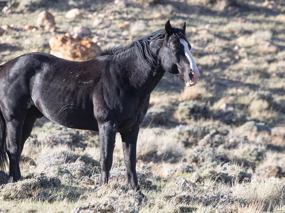 Freedom for Wild Horses with Carol J. Walker | Closing in on Wild Horses