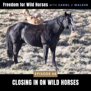 Freedom for Wild Horses with Carol J. Walker | Closing in on Wild Horses
