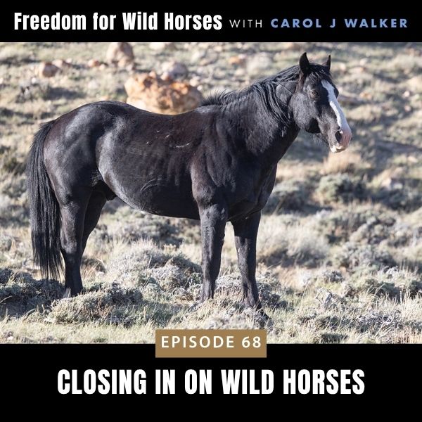 Freedom for Wild Horses with Carol J. Walker | Closing in on Wild Horses