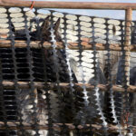 Freedom for Wild Horses with Carol J. Walker | Interview with Manda Kalimian of Rewilding American Now: Petition to Audit BLM’s Wild Horse Sale Program