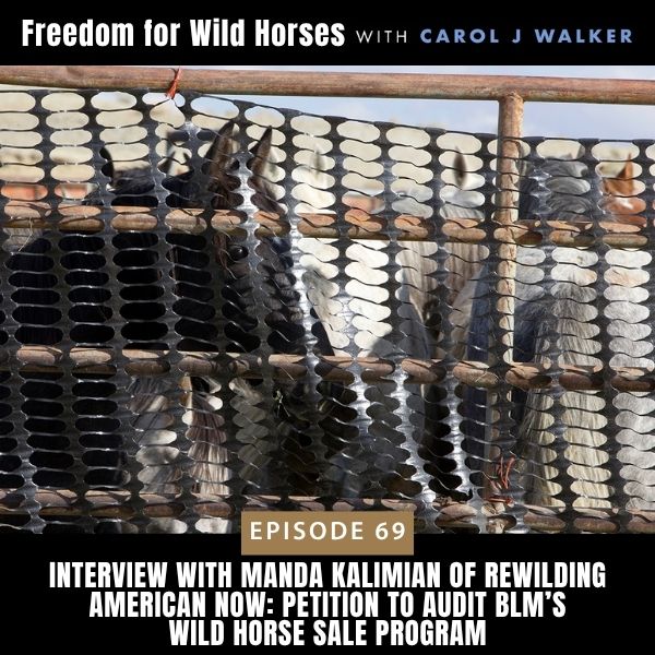 Freedom for Wild Horses with Carol J. Walker | Interview with Manda Kalimian of Rewilding American Now: Petition to Audit BLM’s Wild Horse Sale Program