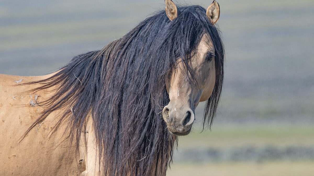 Freedom for Wild Horses with Carol J. Walker | Wild Horses: What's Real and What's True