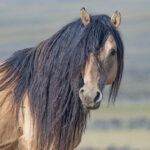Freedom for Wild Horses with Carol J. Walker | Wild Horses: What's Real and What's True