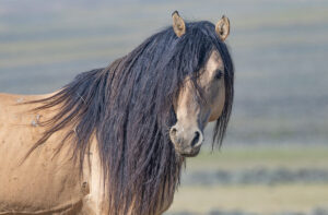 Freedom for Wild Horses with Carol J. Walker | Wild Horses: What's Real and What's True
