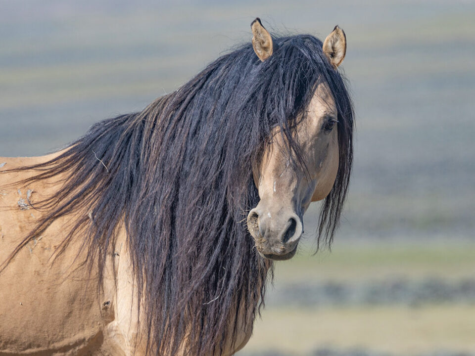 Freedom for Wild Horses with Carol J. Walker | Wild Horses: What's Real and What's True