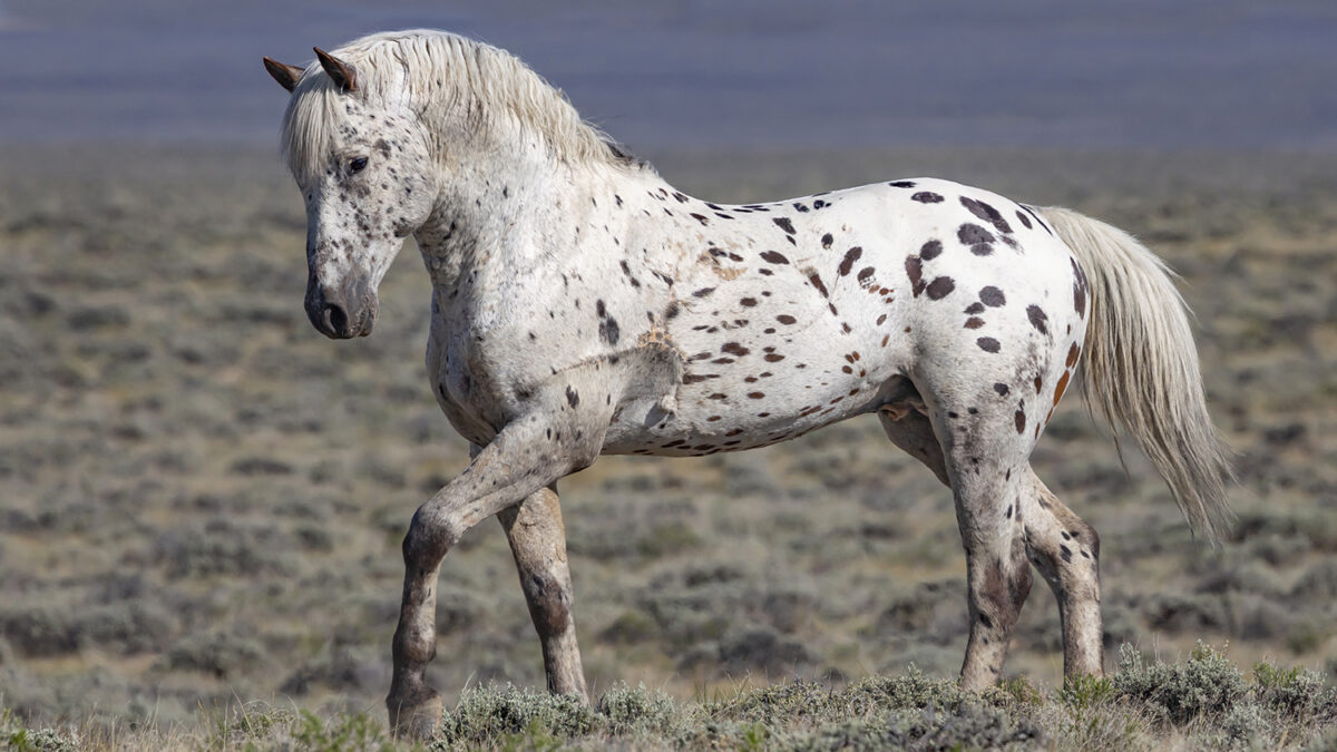 Freedom for Wild Horses with Carol J. Walker | The Resilience of Wild Horses: The Story of Looking Glass
