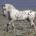Freedom for Wild Horses with Carol J. Walker | The Resilience of Wild Horses: The Story of Looking Glass