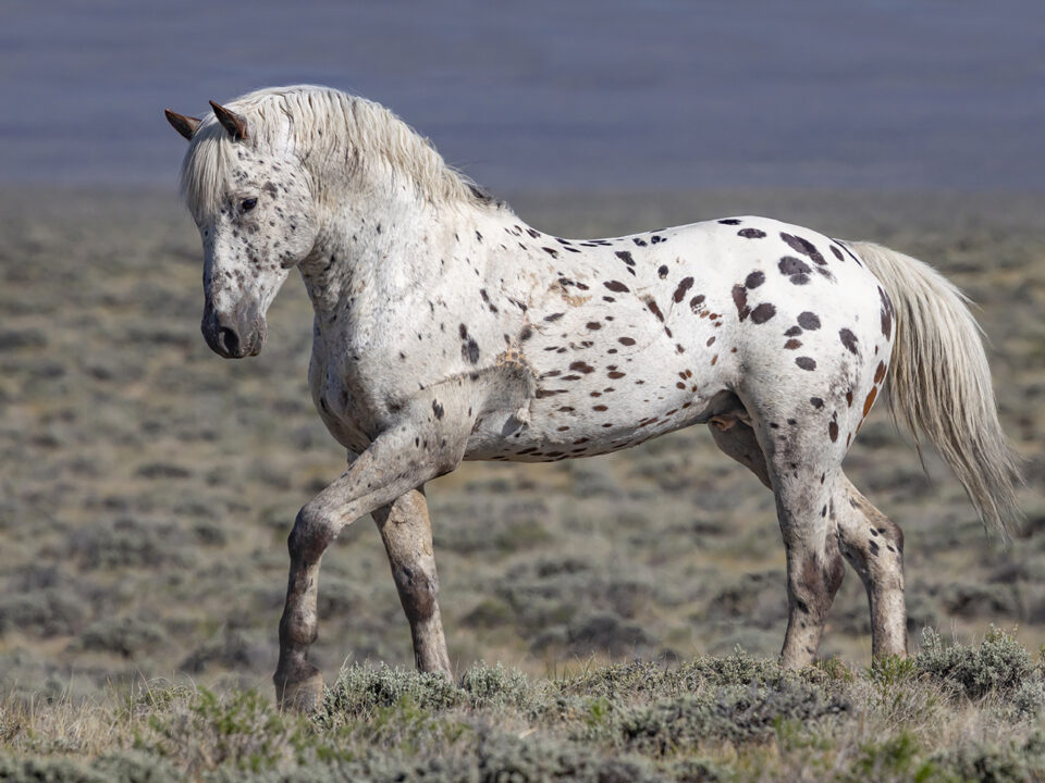 Freedom for Wild Horses with Carol J. Walker | The Resilience of Wild Horses: The Story of Looking Glass