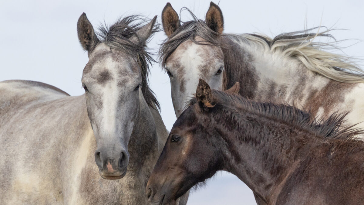 Freedom for Wild Horses with Carol J. Walker | Interview with Terri Farley on Her New Book, Horse Girl, about Wild Horse Annie