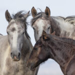 Freedom for Wild Horses with Carol J. Walker | Interview with Terri Farley on Her New Book, Horse Girl, about Wild Horse Annie