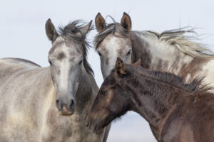 Freedom for Wild Horses with Carol J. Walker | Interview with Terri Farley on Her New Book, Horse Girl, about Wild Horse Annie