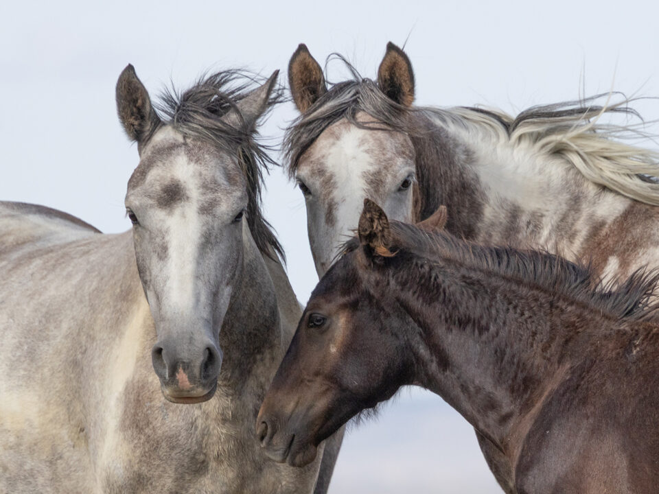 Freedom for Wild Horses with Carol J. Walker | Interview with Terri Farley on Her New Book, Horse Girl, about Wild Horse Annie