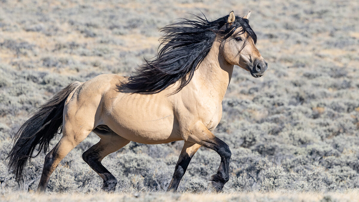 Freedom for Wild Horses with Carol J. Walker | Saying Goodbye and Anticipating the Roundup
