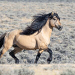 Freedom for Wild Horses with Carol J. Walker | Saying Goodbye and Anticipating the Roundup