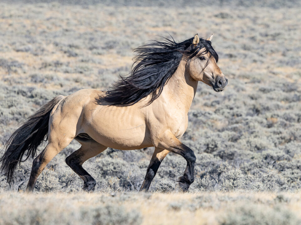 Freedom for Wild Horses with Carol J. Walker | Saying Goodbye and Anticipating the Roundup