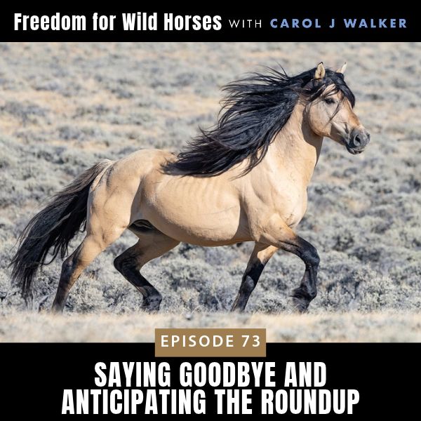 Freedom for Wild Horses with Carol J. Walker | Saying Goodbye and Anticipating the Roundup